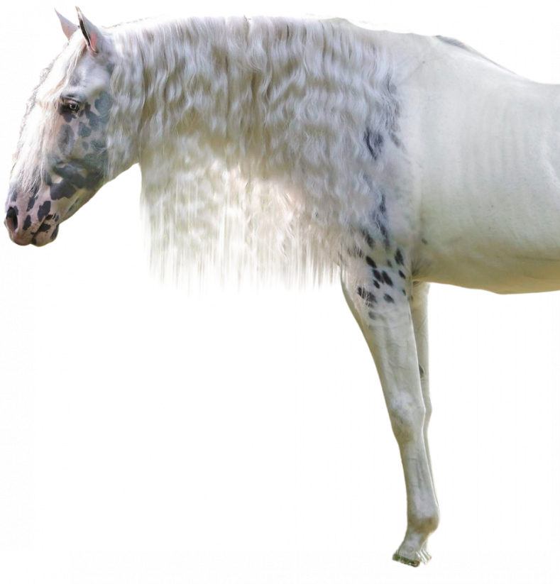 Samolepky koně 1