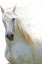 Samolepky koně 2