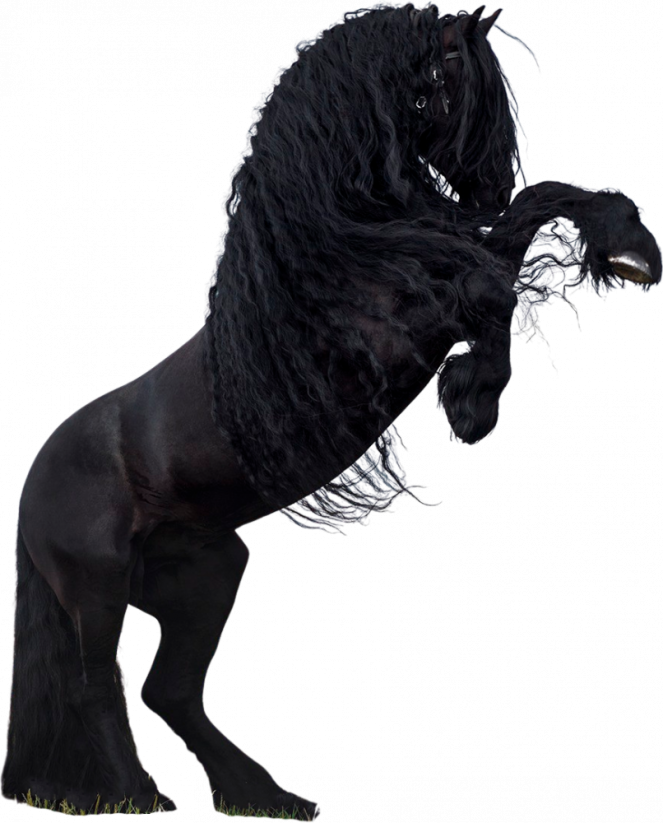 Samolepky koně 2