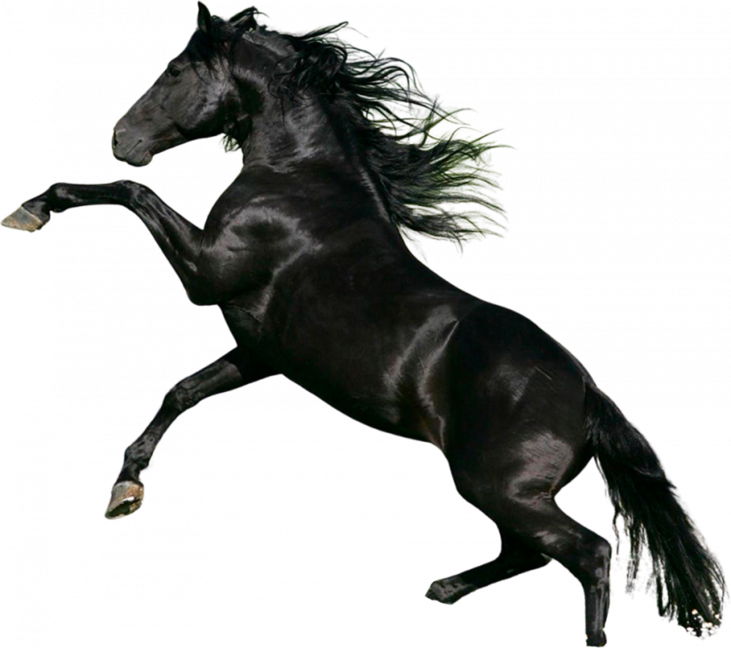 Samolepky koně 2