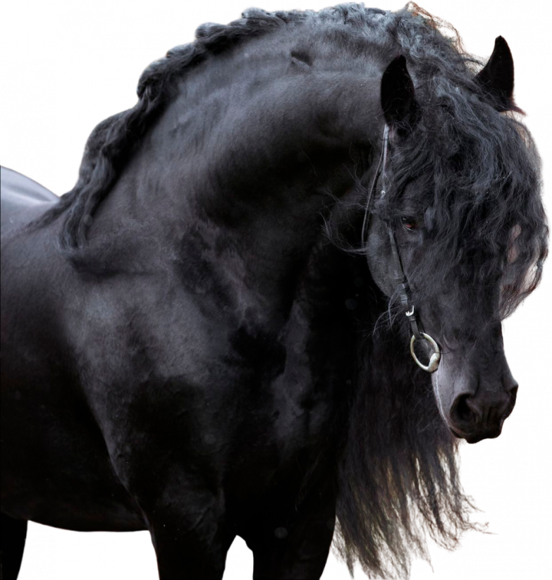 Samolepky koně 1
