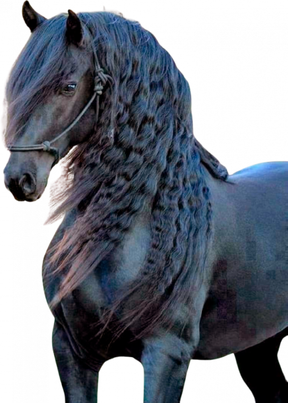 Samolepky koně 1