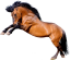 Samolepky koně 2
