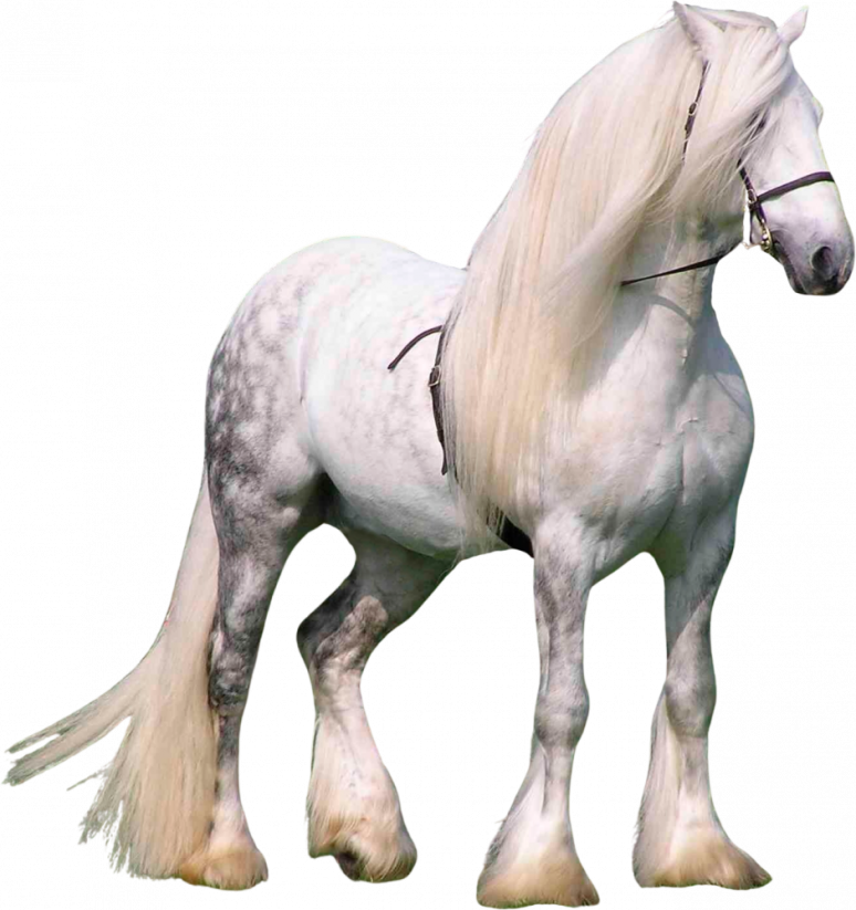Samolepky koně 1