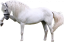 Samolepky koně 1
