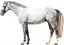 Samolepky koně 1
