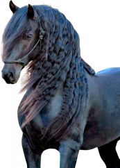 Samolepky koně 1