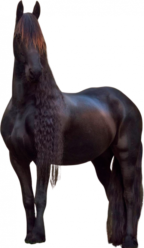 Samolepky koně 1
