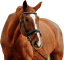 Samolepky koně 2