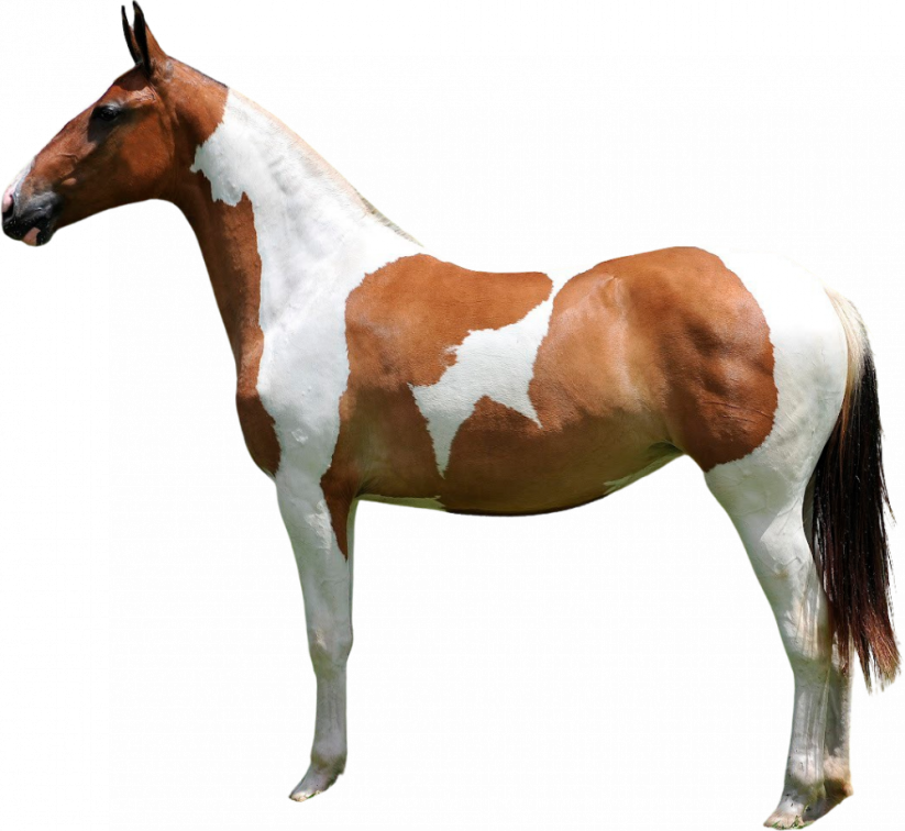 Samolepky koně 1