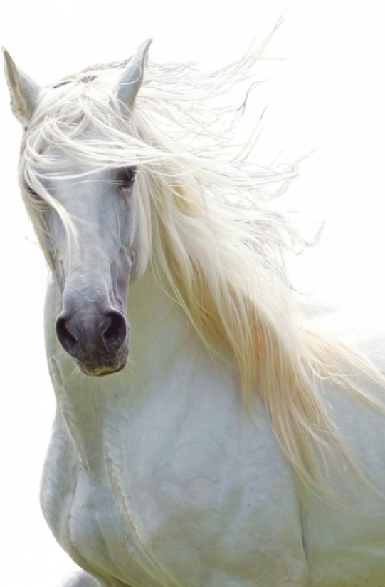 Samolepky koně 2