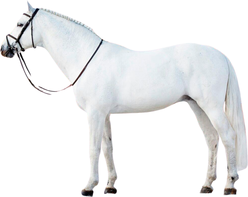 Samolepky koně 1