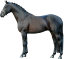 Samolepky koně 1