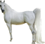 Samolepky koně 2