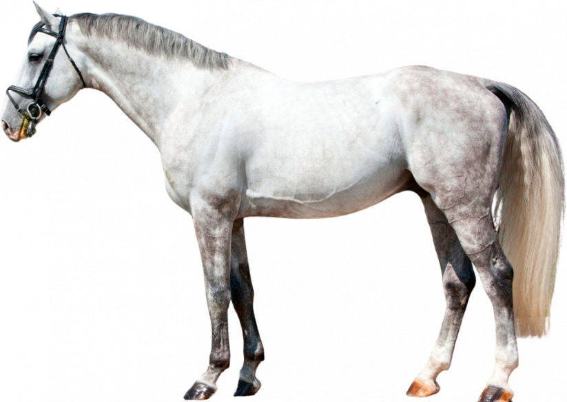 Samolepky koně 1