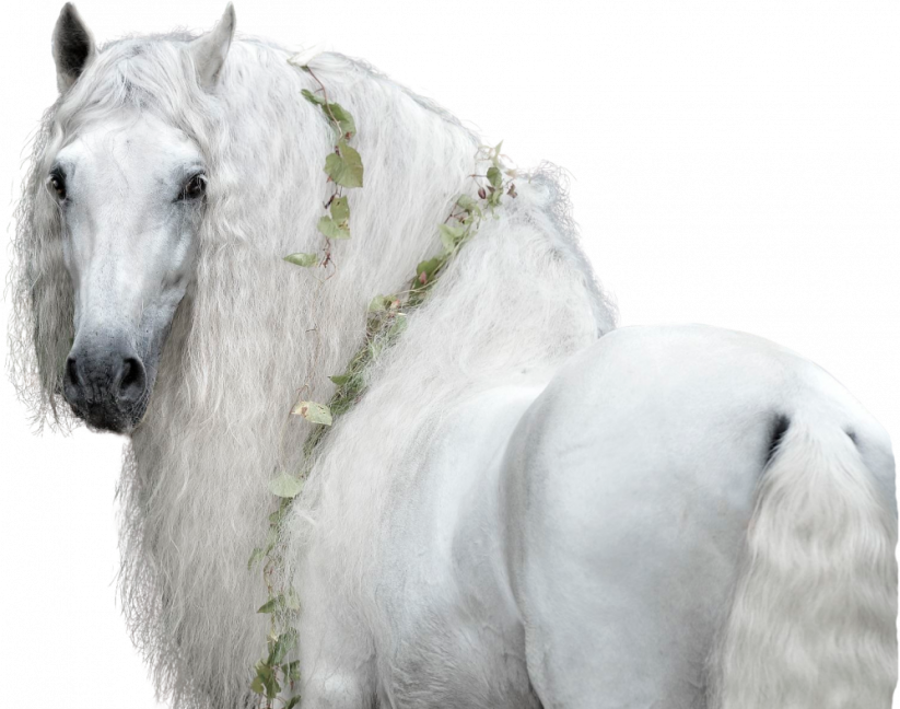 Samolepky koně 2