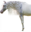 Samolepky koně 1